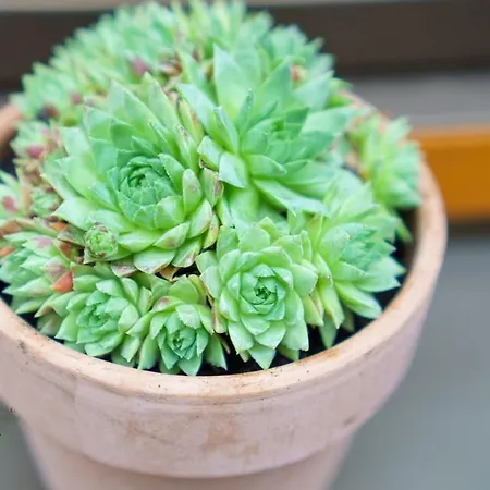 Apartment Grüne Auszeit Mit Kaminofen Und Terrasse Waldachtal