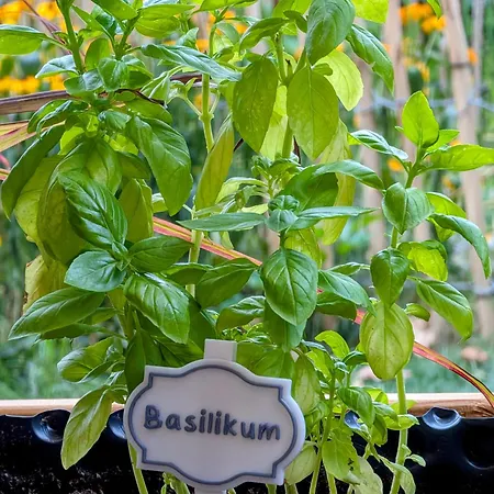 Gruene Auszeit Mit Kaminofen Und Terrasse *